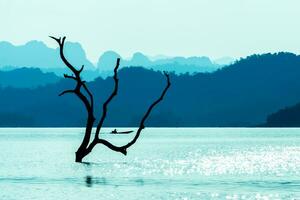 Branches in the lake with blue mountain. photo