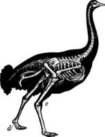 Skeleton of Ostrich vintage illustration. vector