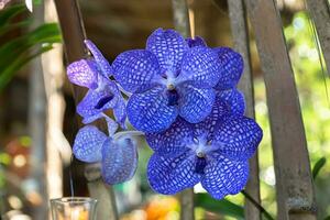 azul orquídea flor en el jardín. foto