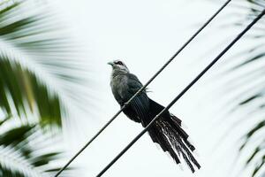 Birds perched on power lines photo