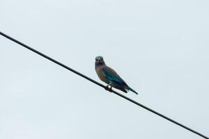 Bird perched on power line. photo