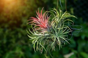 Tillandsia air plant in the nature. photo