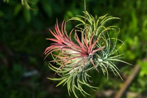 Tillandsia air plant in the nature. photo