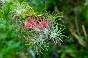 tillandsia aire planta en el naturaleza. foto