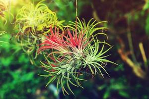 Tillandsia air plant in the nature. photo