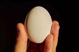 White chicken egg in a woman's hand. photo