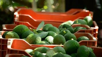 Avocado boxes in plantation with avocados fruit just harvested video