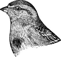Tree Sparrow, vintage illustration. vector