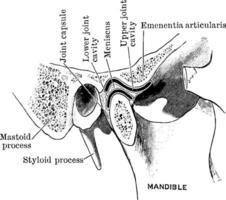 Section Through Temporo Mandible Joint, vintage illustration. vector