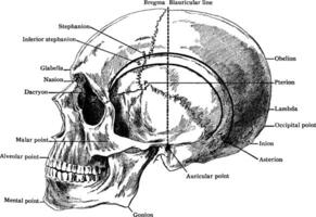 cráneo demostración varios puntos, Clásico ilustración. vector