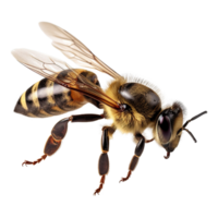 AI generated Honey bee on transparent background png