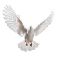 AI generated White dove on transparent background png