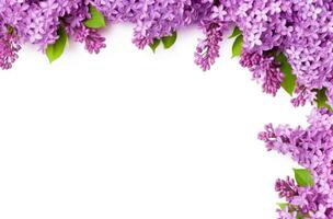 AI generated lilacs frame on a white background flower photo