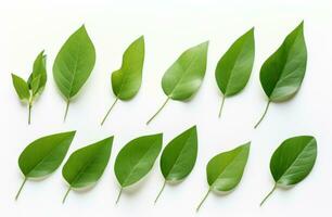 AI generated a bunch of green leaves from a tree on a white background photo