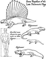 Reptiles of the late Paleozoic age, vintage illustration. vector