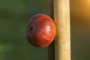 higo Fruta son creciente en árbol. foto