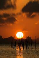 puesta de sol cielo a el lago con siluetas rama. foto