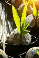 Coconut seedlings and young leaves growing. photo