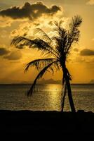 Silhouette of coconut tree. photo