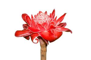 red flower of Etlingera elatior tree. photo