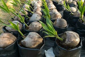 Coconut seedlings and young leaves growing. photo