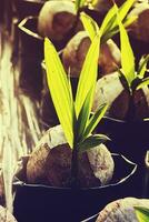 Coconut seedlings and young leaves growing. photo