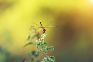 Small dragonfly on green leaves with sunlight. photo