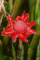 red flower of Etlingera elatior tree. photo