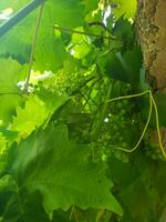 Close up of the grape vine from below photo