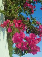 Purple Bougainvillea Flower Scene in Lush Vines photo