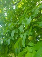 Walnuts Growing on a Branch in the Warm Sun photo