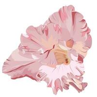 Isolated image of a pink gladiolus flower on a white background vector