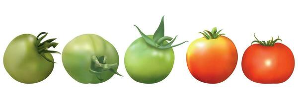 Isolated set of green, orange, red tomato fruits on a white background vector