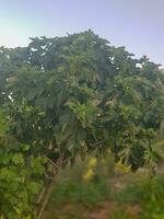 Fig tree laden with figs photo