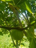 Glistening Fig Hanging from a Branch photo