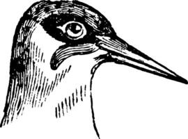 Head of a Green Woodpecker, vintage illustration. vector