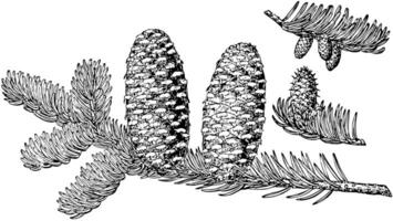 Pine Cone of Fraser Fir vintage illustration. vector