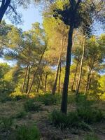 Pine trees and sunlight reflecting on the trees photo