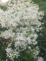 maravilloso paisaje salvaje blanco flores foto