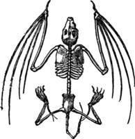 Bat Skeleton, vintage illustration. vector