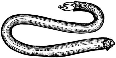 Shipworm, vintage illustration. vector