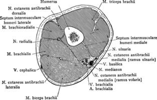 Cross Section Through Lower Third of the Upper Arm, vintage illustration vector