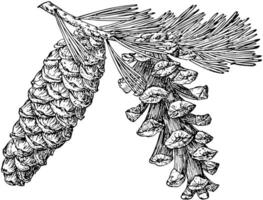 pino cono de cola de zorro pino Clásico ilustración. vector