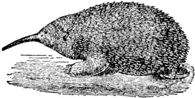 Brujin Echidna Porcupine Anteater, vintage illustration. vector