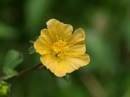 Close up of Country mallow flower in the garden photo