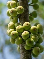 higos en el rama de un higo árbol foto