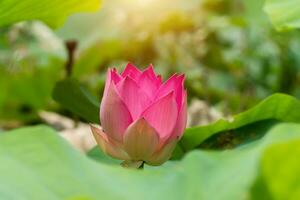 Beautiful pink lotus flower photo