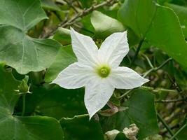 White ivy flower in green leaves. photo