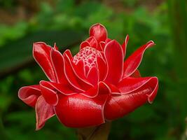 rojo flor de etlingera elatior foto