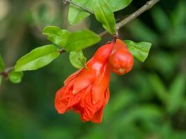 The flower of Pomegranate fruit. photo